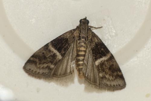 Réf. 204 228 : Elegia fallax